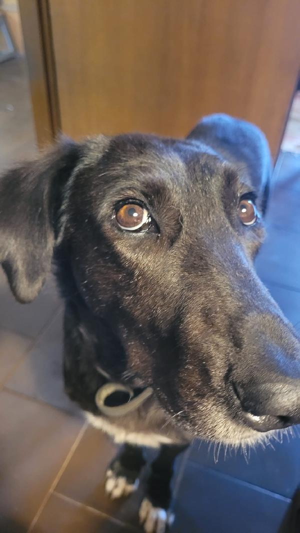 Blacky, tenerissima meticcia Foto 4